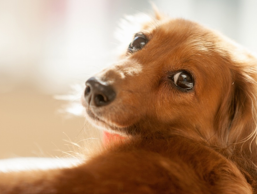 仔犬・仔ネコの購入